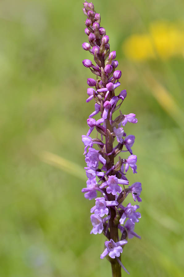 Orchidee Passo Pian delle Fugazze da confermare